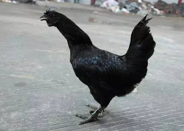 年纯利润600万,宜宾鸡王养殖黑羽乌骨土鸡:越土越值钱!