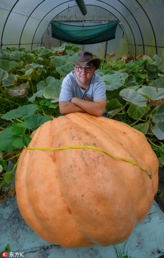 德国男子种出400公斤巨型南瓜