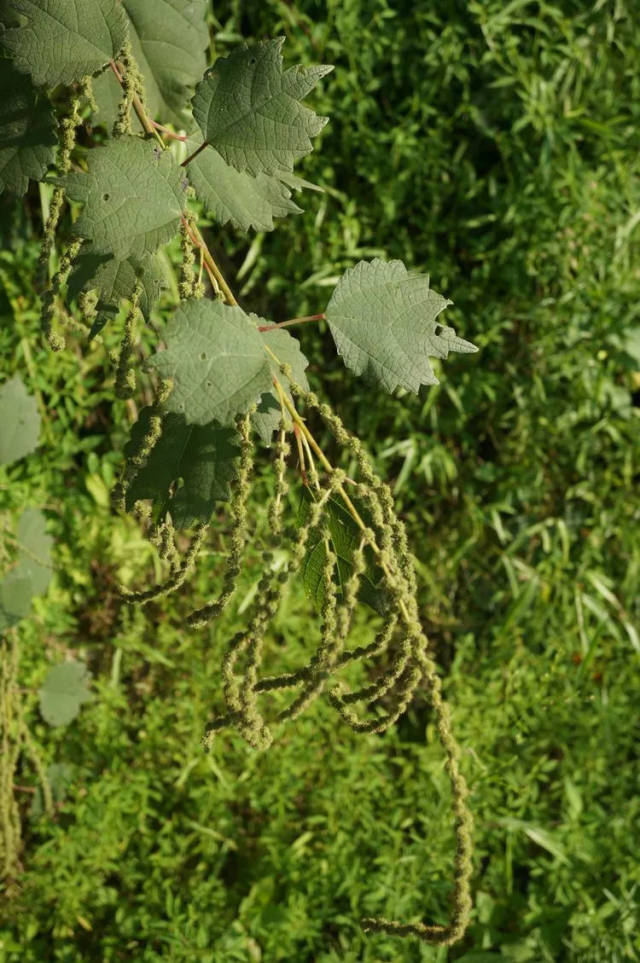 这次遇到了两种苎麻,悬铃木叶苎麻和苎麻