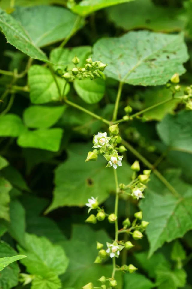 关于悬钩子,我只知道挺好吃.