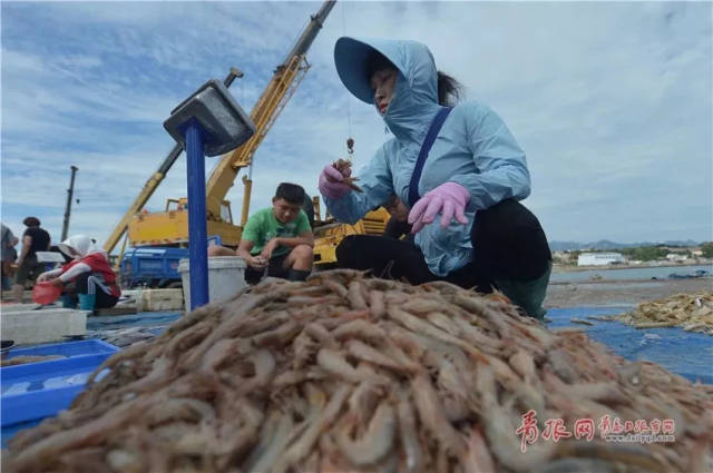 一名渔民在青岛崂山区南姜格庄码头市场上销售刚刚上岸的立虾