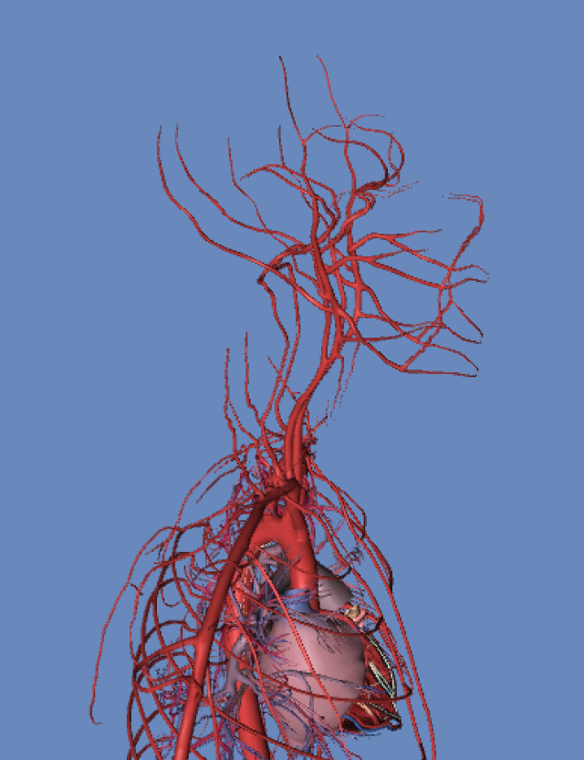 人体血管模拟 3d图 动画版(超清晰),肯定有用!