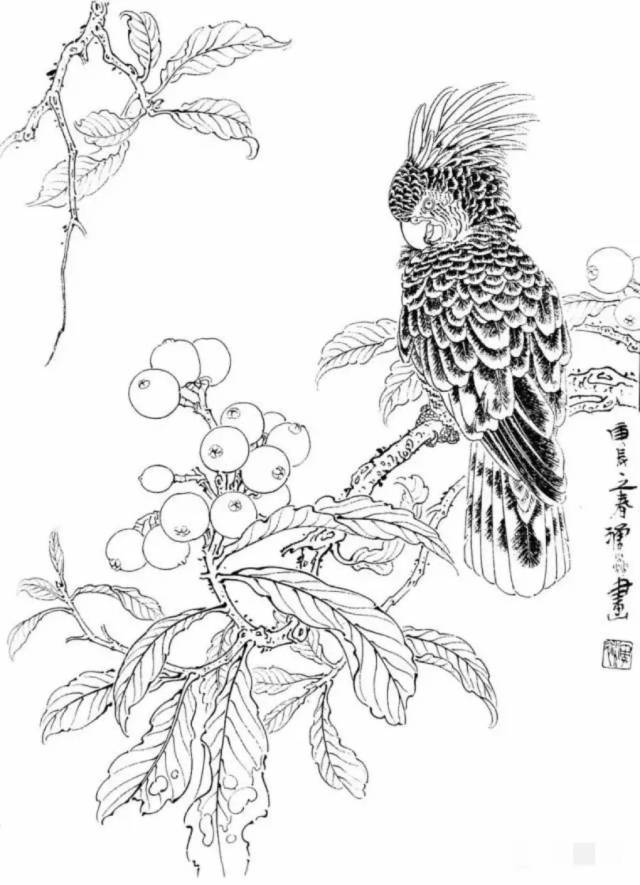 枇杷 ▼