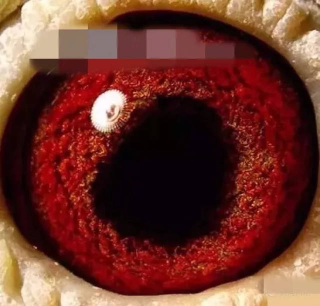 鸽经| 为什么说鸽子眼砂中出现黑色是信鸽意志力的体现?