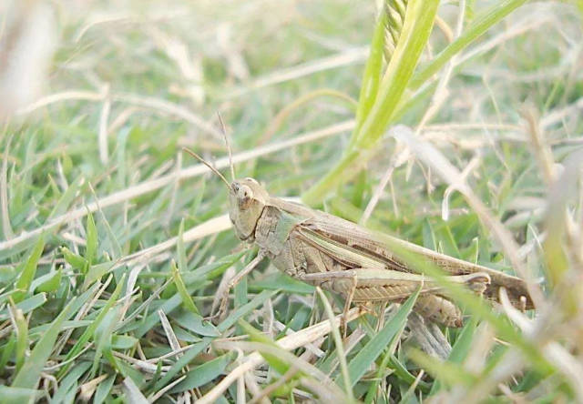 ▼ 知了,一听到它的声音就到处寻找 费尽九牛二虎之力抓住它 再给它