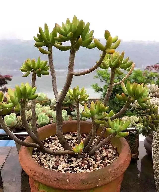 多肉怎样养老桩？教你一招，快速培育多肉老桩，就这么简单_搜狐网