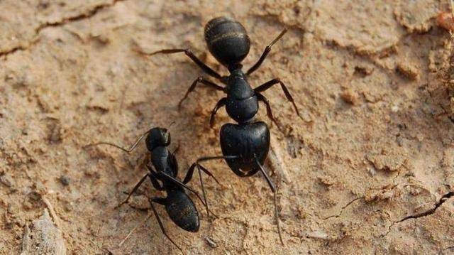 军队已扎下大营,忽发现大量蚂蚁,统帅大惊:马上撤退,违者杀!