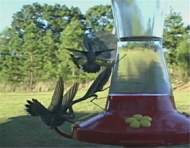 刀螂捕杀蜂鸟 网友:大刀螳螂的“刀法”果然名不虚传