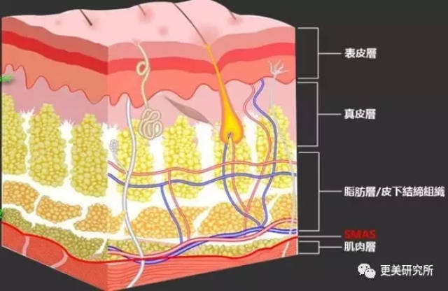还伴随着筋膜层,肌肉的下垂,下图能清晰的看到,我们的皮肤构造分为