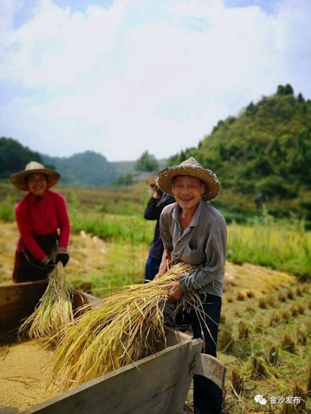 丰收了,金沙这个村大丰收了,种植的绿色稻谷增产到亩产657.23kg