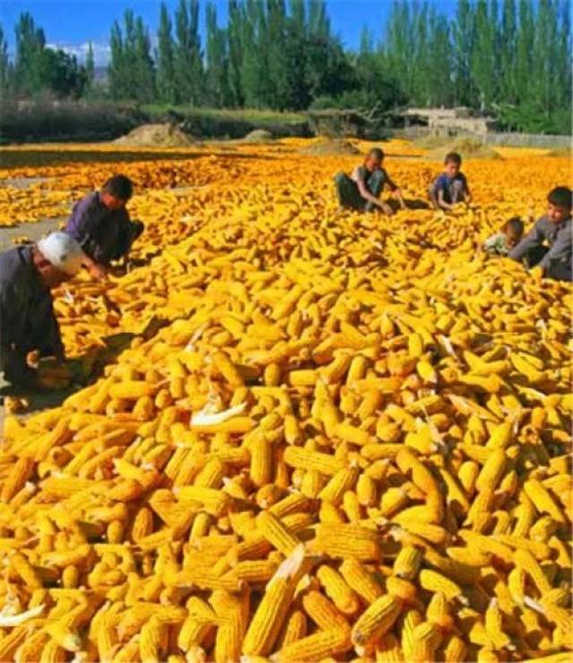 玉米在新疆粮食作物中种植的面积和产量仅次于小麦.