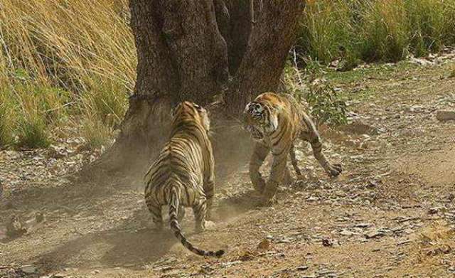 两只老虎面对面对峙,互相嘶吼着,企图在气势上压倒对方.