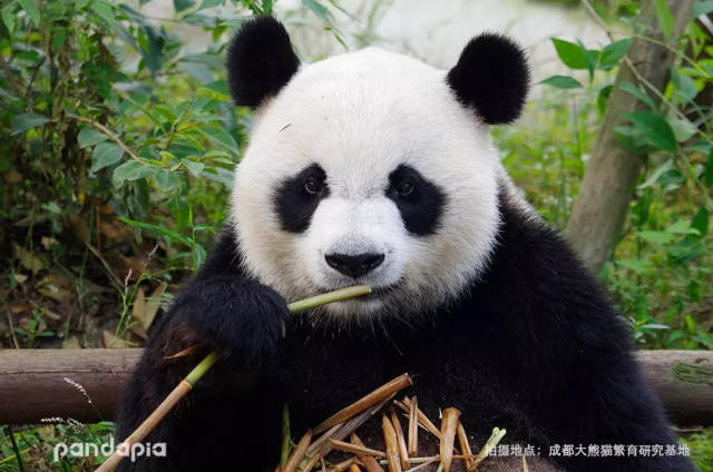 大熊猫闻起来是什么味道的?