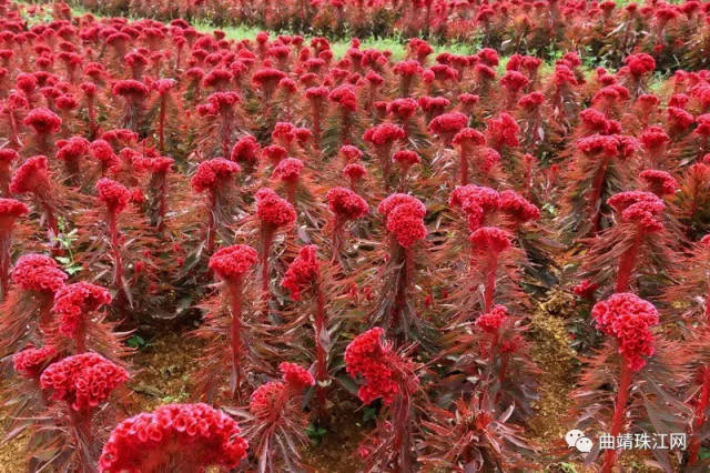 曲靖特色植物图片