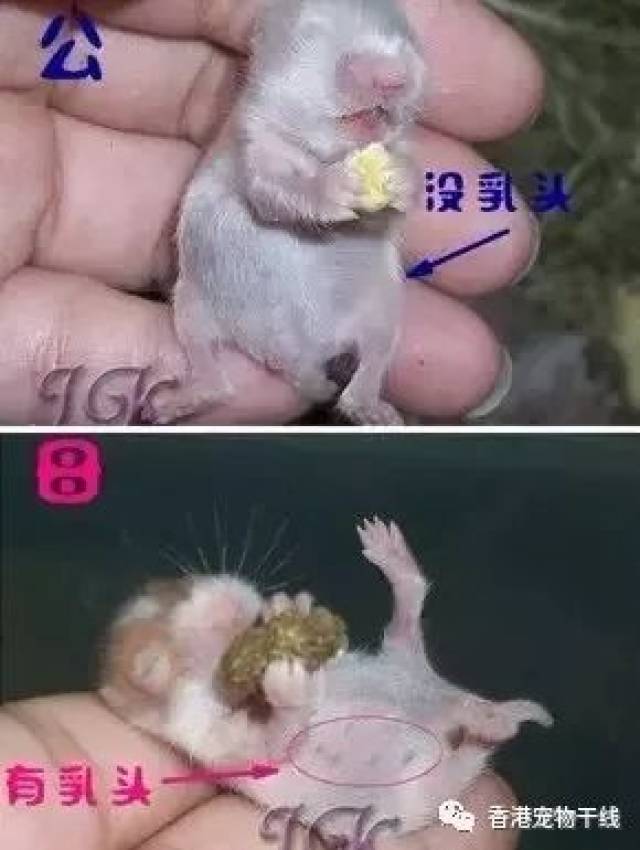 侏儒仓鼠公母区分图片