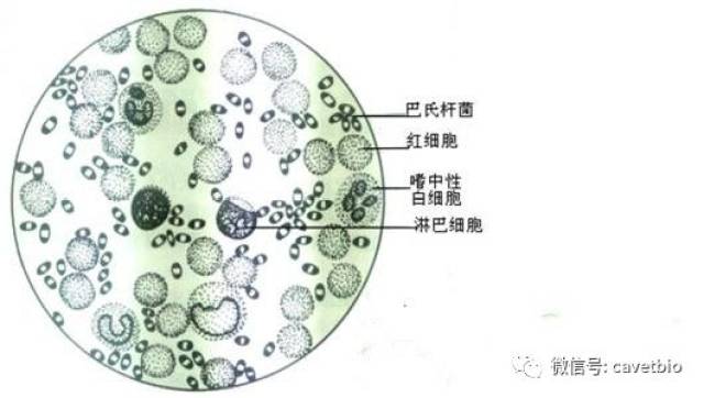 巴氏杆菌科图片