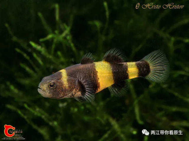 两江15周年获奖作品(优胜奖):你,真的了解汽水虾虎吗?