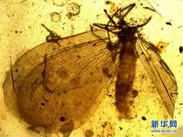 这是中国科学院南京地质古生物研究所提供的缅甸琥珀中丽蛉的照片.