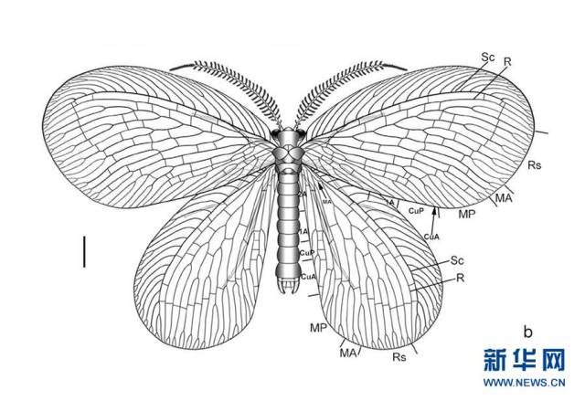 这是中国科学院南京地质古生物研究所提供的丽蛉研究图. 新华社发