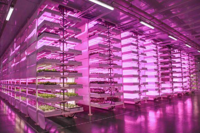 "立体发展"的 植物工厂  植物工厂里的 水培蔬菜