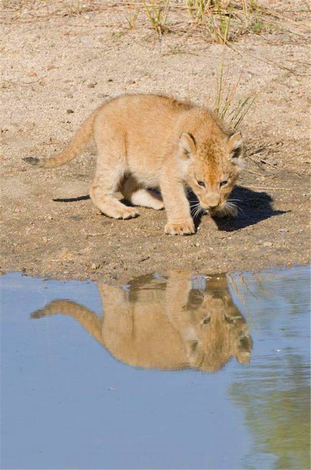 另一只小狮子则是独自来到了水边,看着水里自己的倒影,满脸的好奇