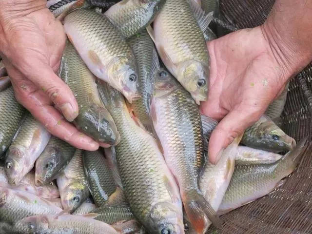 广东这片梯田迎来最佳观赏期,距离深圳3小时,错过等一年!