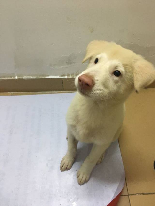 网友突然来兴致,给金毛剪成了个猴脸,网友:太可爱了!