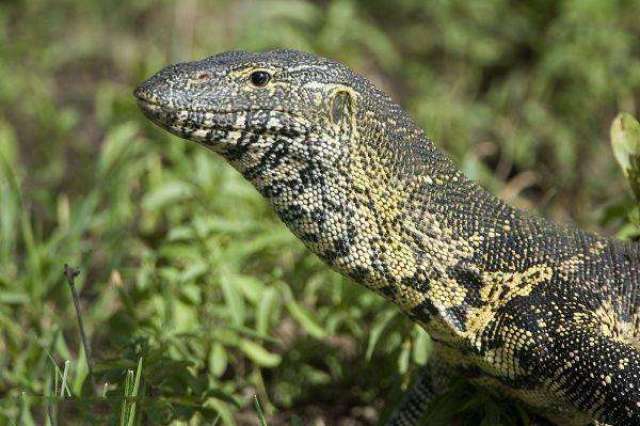 非洲最大的蜥蜴脾气非常暴躁有人当宠物来养