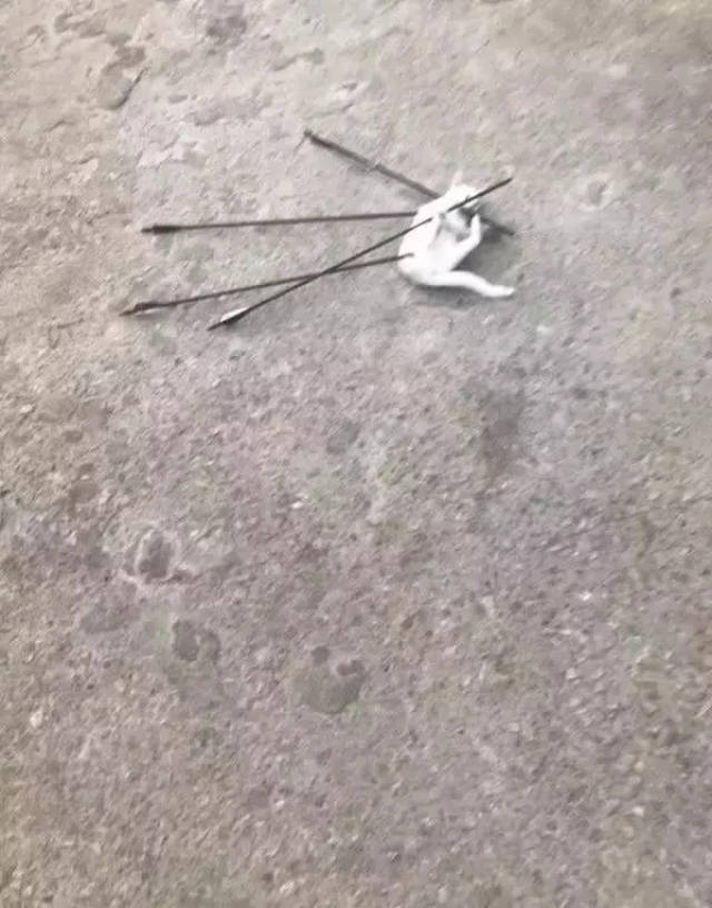 大一新生带弓箭射杀流浪猫!