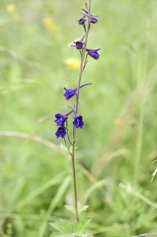 滇川翠雀花 delphinium delavayi