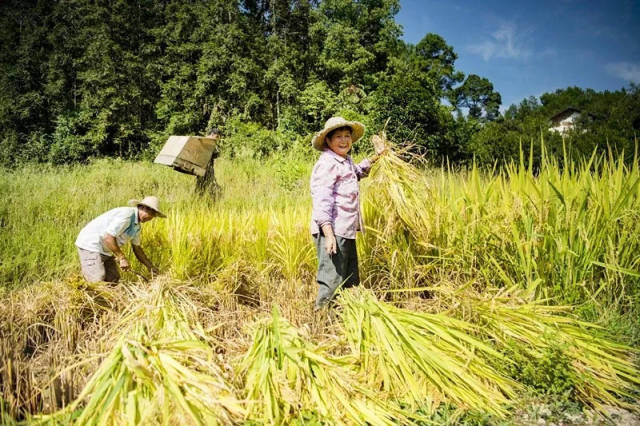 中國農民豐收節——帶你遇見巴南最美秋色,認識非一般的新農村!