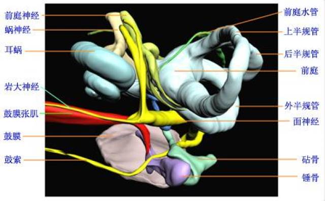 堅硬的骨迷路外殼和其中的外淋巴液構成了嬌嫩的膜迷路可靠的保護層