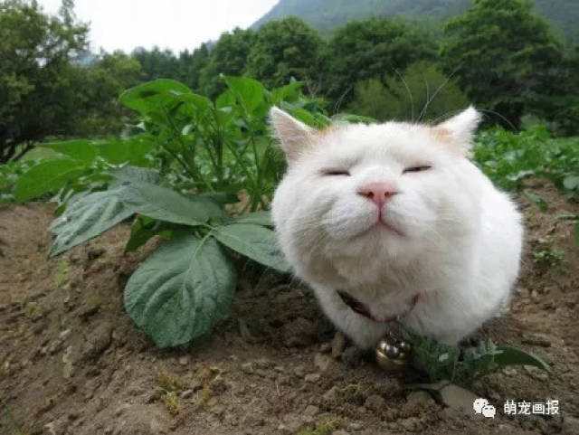 活捉一只野生大白,猫叔实在太可爱了!