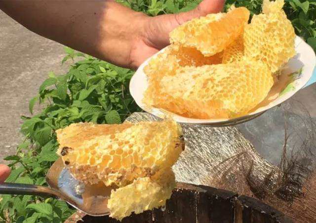 割蜂蜜要给蜜蜂留多少 割蜂蜜要给蜜蜂留多少水