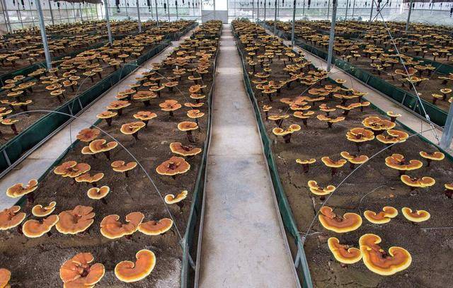 第三想利用光伏发电卖电赚钱