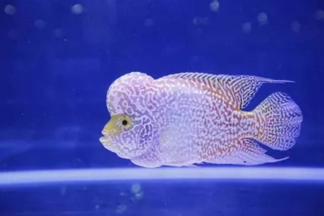 万人吸猫撸狗看鱼大会,周末空降琶洲!最贵最萌的那种!