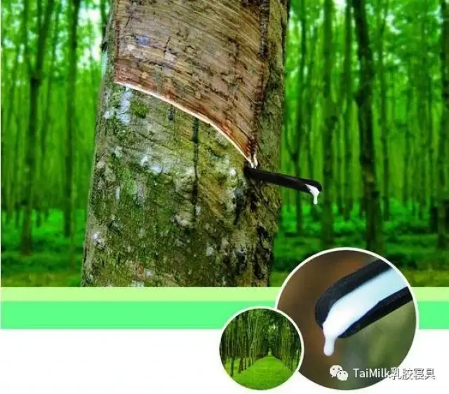 橡胶林图片,橡胶工人割胶图片,橡胶林(第4页)_大山谷图库