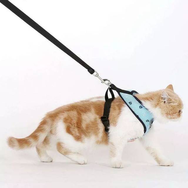 三,不要忽略牵引绳