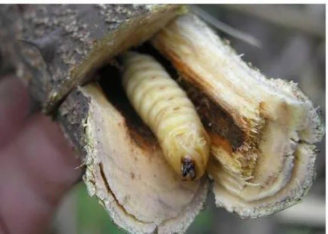 你听过鸟不踏刺虫吗 古代人用一斗米才能换一条这种虫 鸟不踏刺虫功效 黄田网