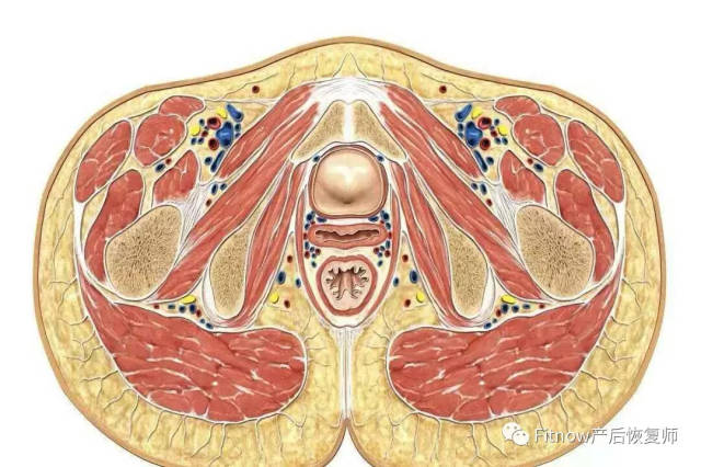 盆底功能障礙的康復——盆底解剖基礎篇.