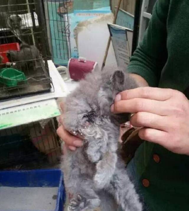 为泄愤,男子砍断女友爱猫尾巴!不管女朋友有多