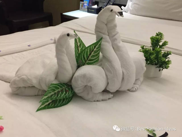 酒店毛巾编动物图片