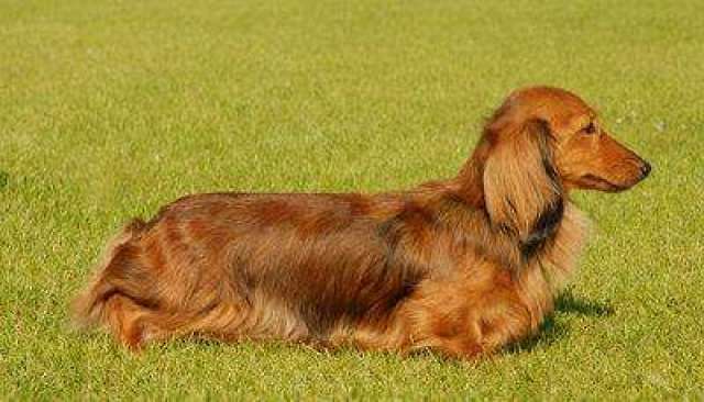 长毛腊肠犬产自于德国, 它短小精悍, 可以代替猫的职位, 是个捕鼠专家