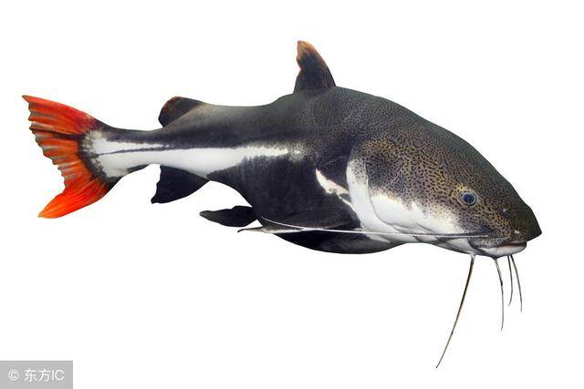 红尾鲶被当成观赏鱼养殖,饲养容易,生长速度很快,深受养鱼爱好者的