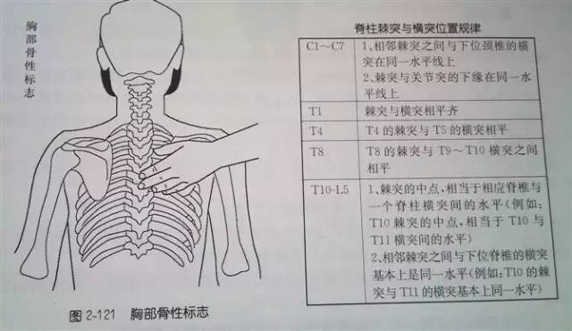 《針刀體表定位與運用解剖》胸腰部及神經系統_手機搜狐網