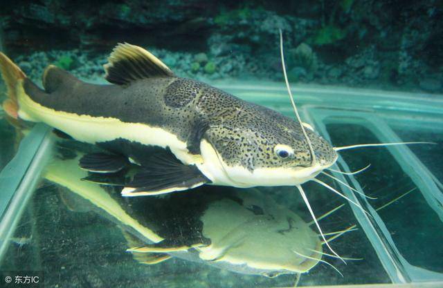 红尾鲶被当成观赏鱼养殖,饲养容易,生长速度很快,深受养鱼爱好者的