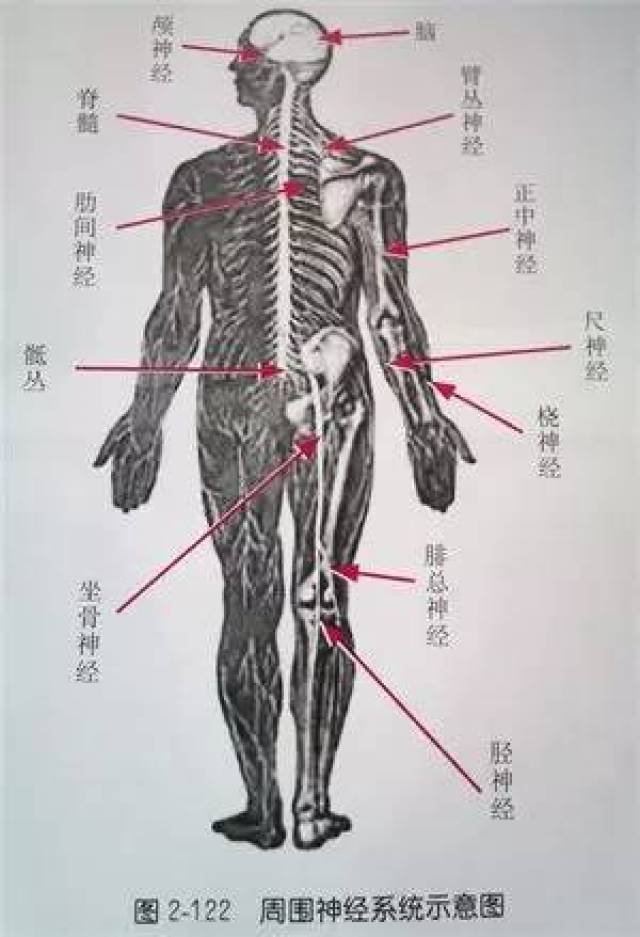 人体体表定位解剖图图片