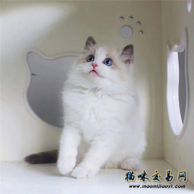 布偶猫你了解吗? 布偶猫颜色那么多 哪个颜色
