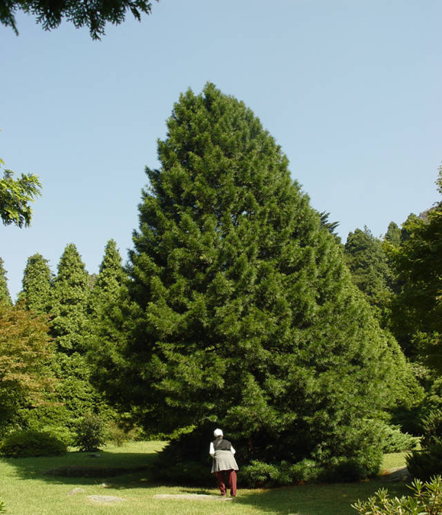 金 松 金松科 金松属 常绿乔木,原产于日本.