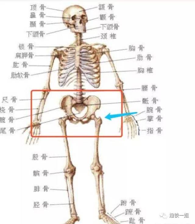 大腿根部位置图图片